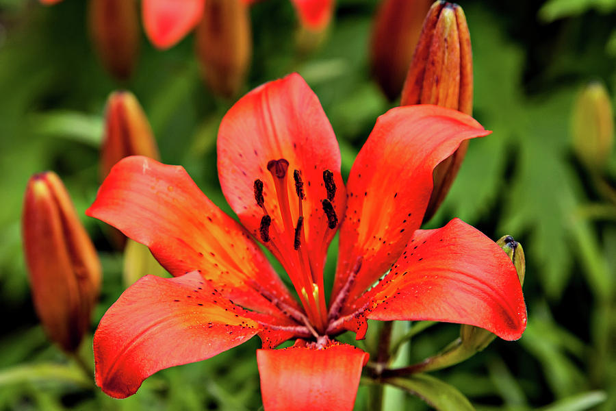Orange Day Lilly Single Photograph by Mary Jo Allen