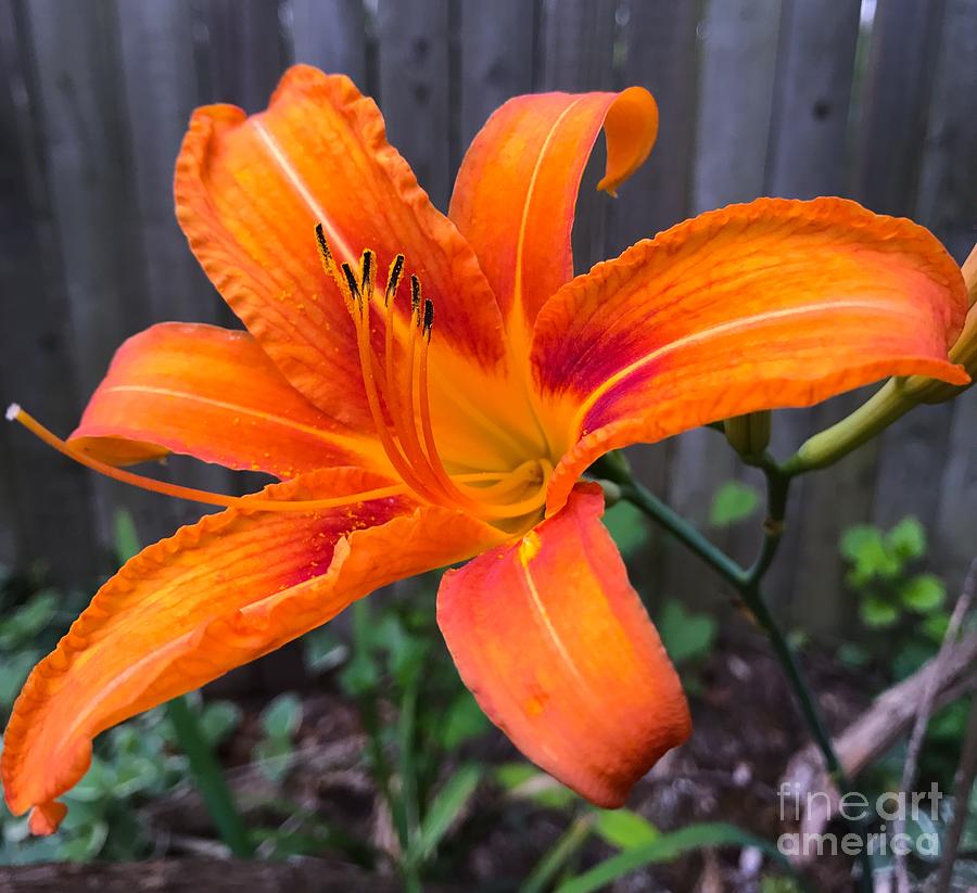 Orange Day Lily  Photograph by CAC Graphics