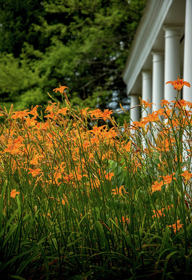 Orange Day Lily Photograph by Howard Roberts