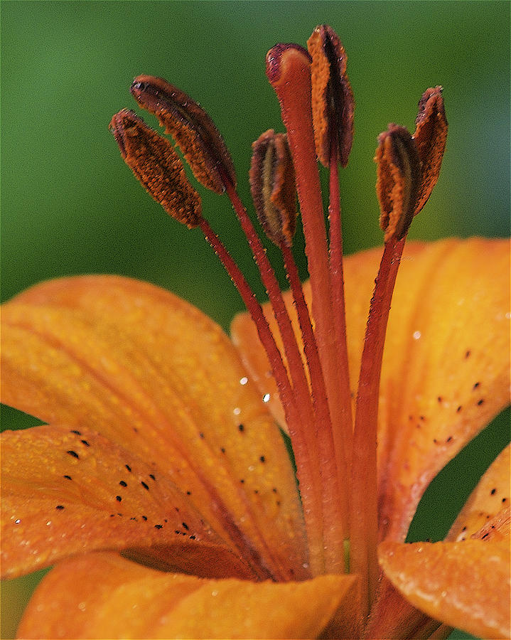 Orange Day Lily Photograph by Michael Peychich