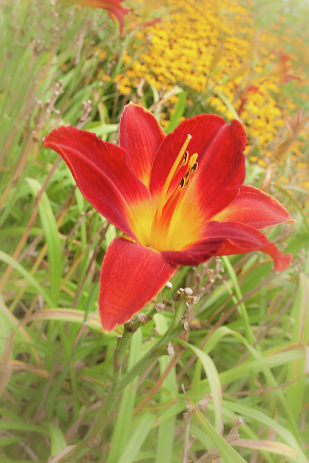 Orange Day Lily Photograph by Pamela Williams