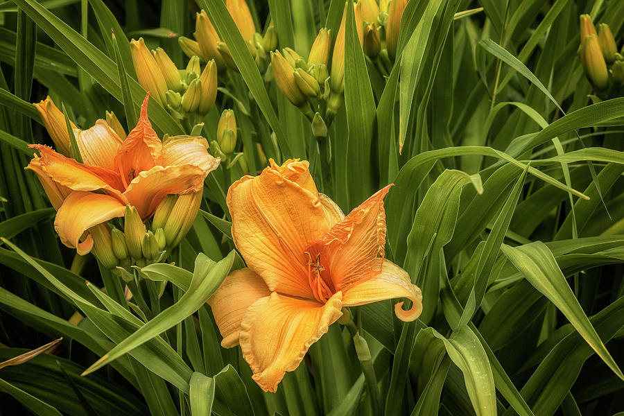 Orange Daylilies Photograph by Belinda Greb