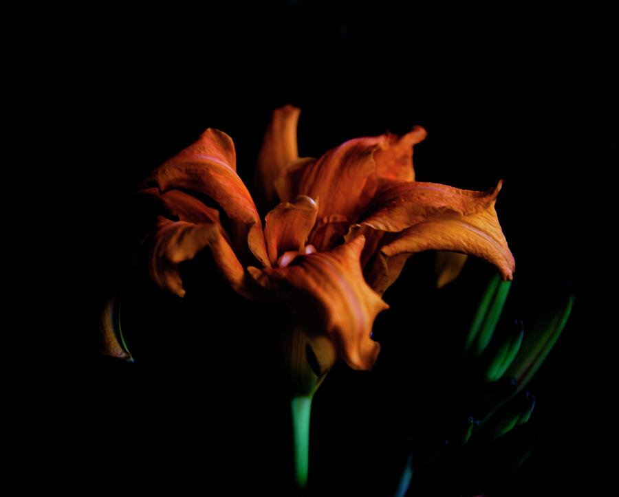 Still Life Photograph - Orange Daylily Flower by Toni Hopper