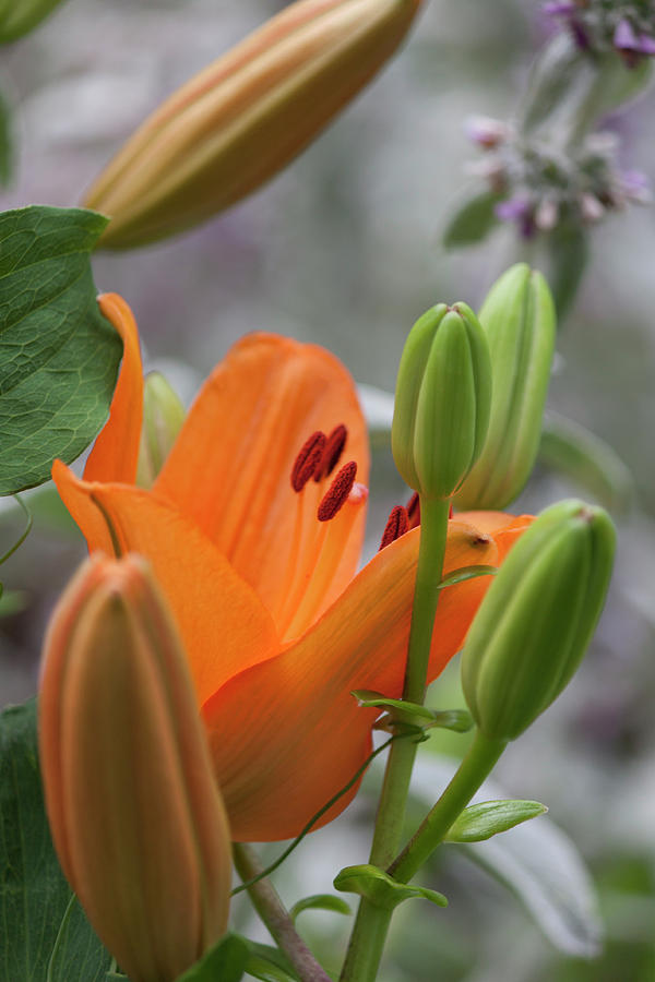 Orange Daylily III Photograph by Suzanne Gaff