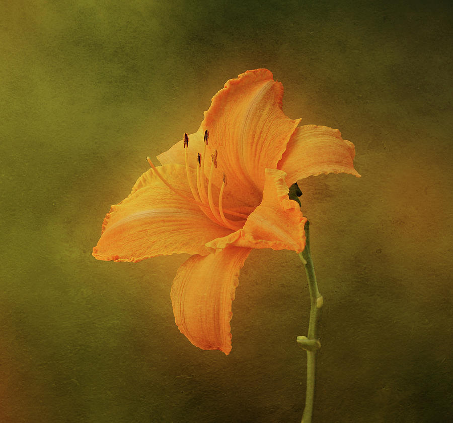 Orange Daylily Photograph by Sandy Keeton