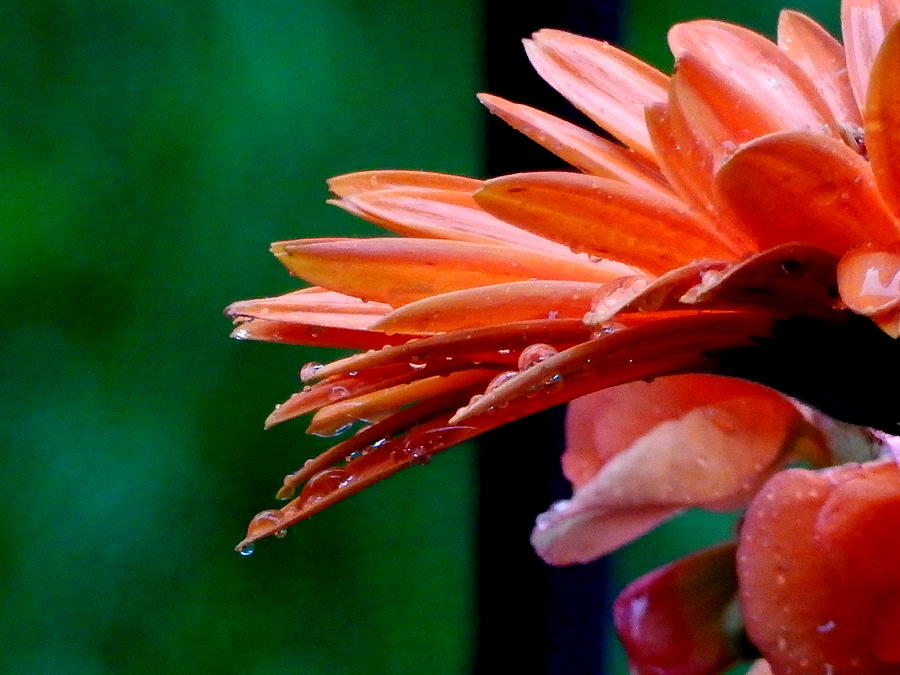 Orange Delight Photograph by Betty-Anne McDonald
