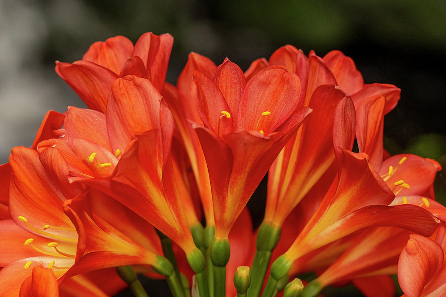 Orange Delight - Kaffir Lily Photograph