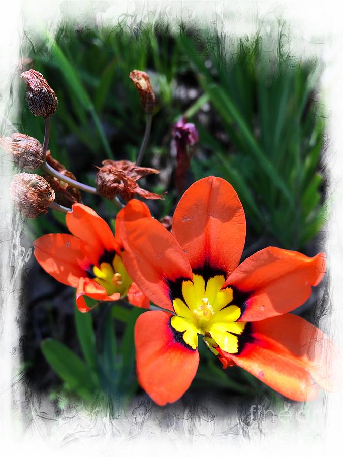 Orange Delight by Leslie Hunziker Orange Delight by Leslie Hunziker