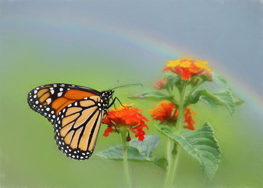 Butterfly Photograph - Orange Delight by Lori Deiter