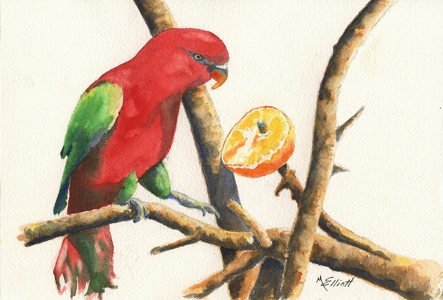Parrot Painting - Orange Delight by Marsha Elliott