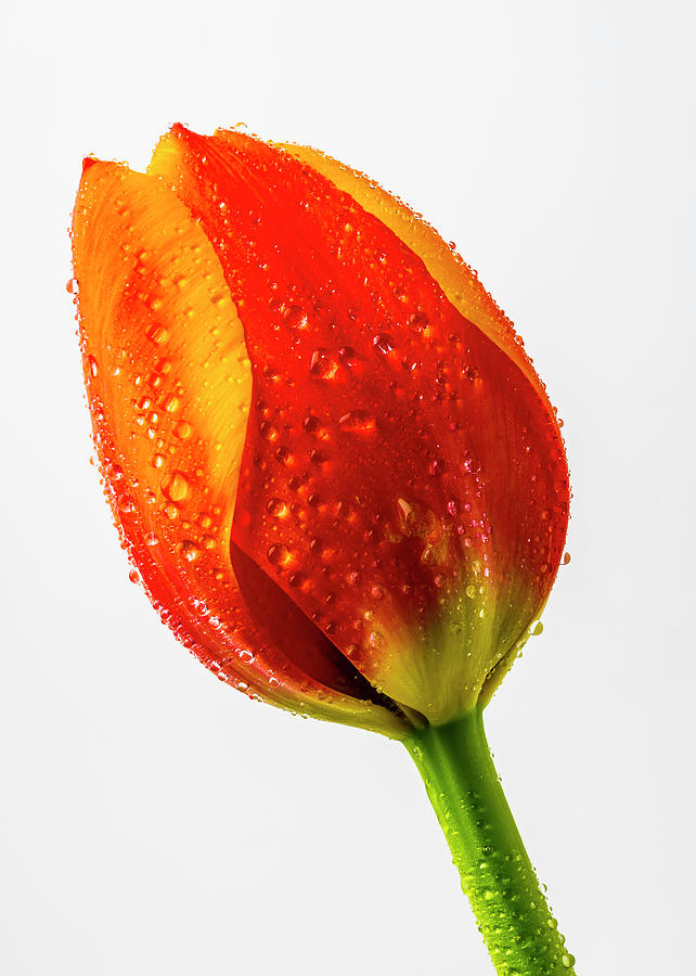 Orange dewy Tulip Photograph by Garry Gay