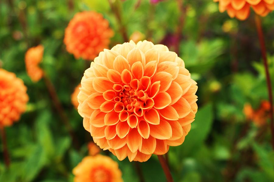 orange Dhalia Photograph by Juliano Da silva - Fine Art America