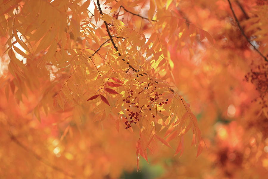 Fall Photograph - Orange by Digiblocks Photography