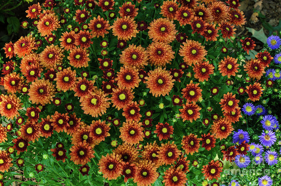 Orange Mums Photograph by Donna Brown