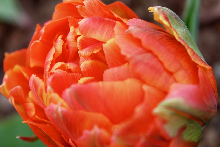 Orange Double Bloom Tulip Photograph by M E