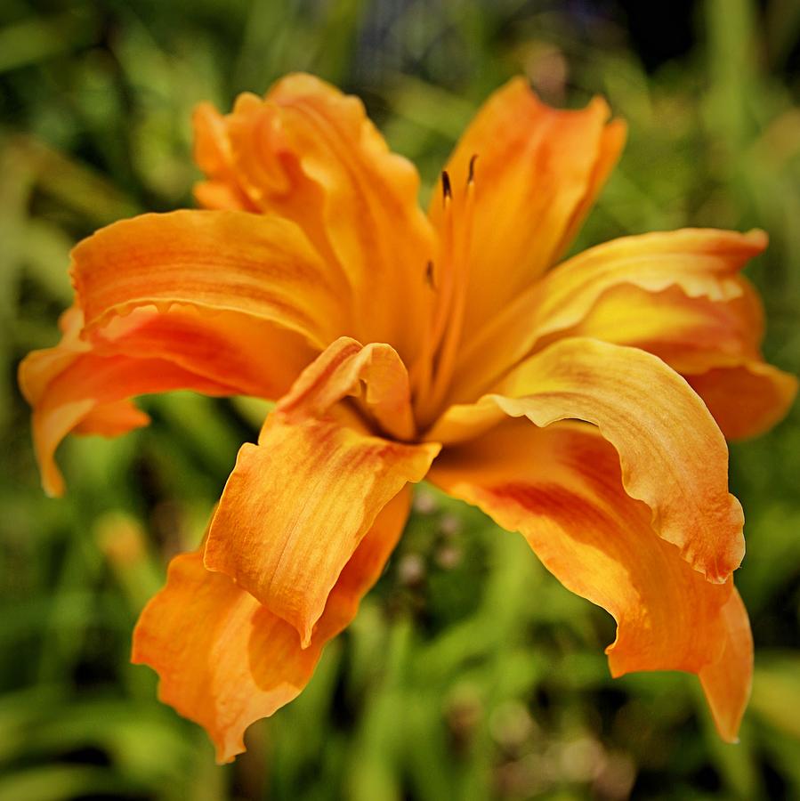Lily Photograph - Orange Double Tiger Lily by DJ Florek