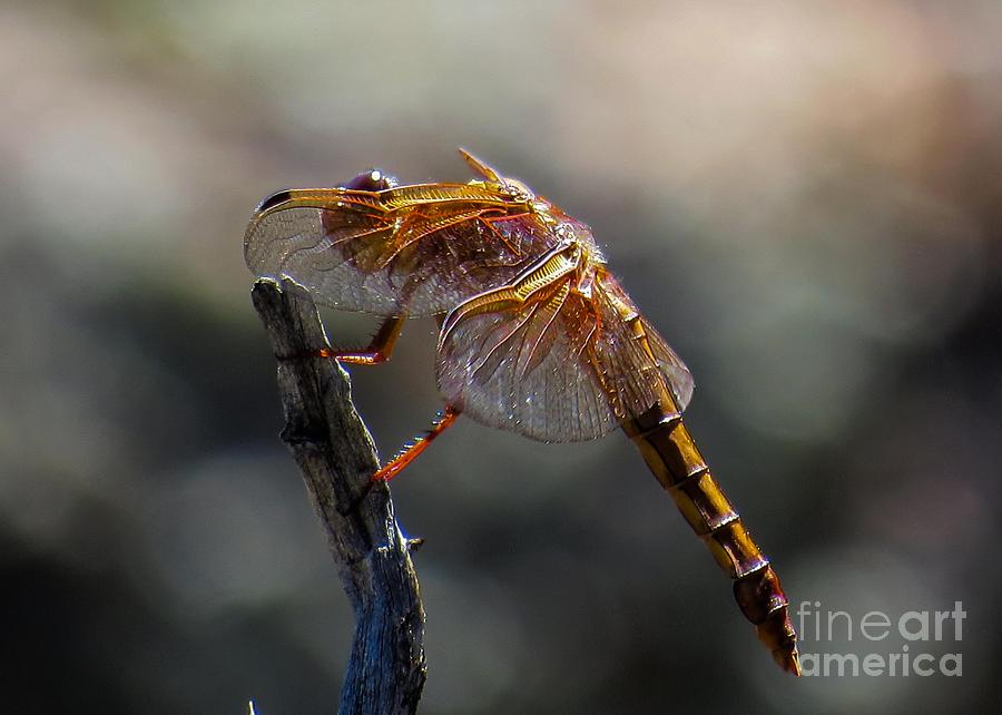 Dragonfly 1 Photograph by Christy Garavetto