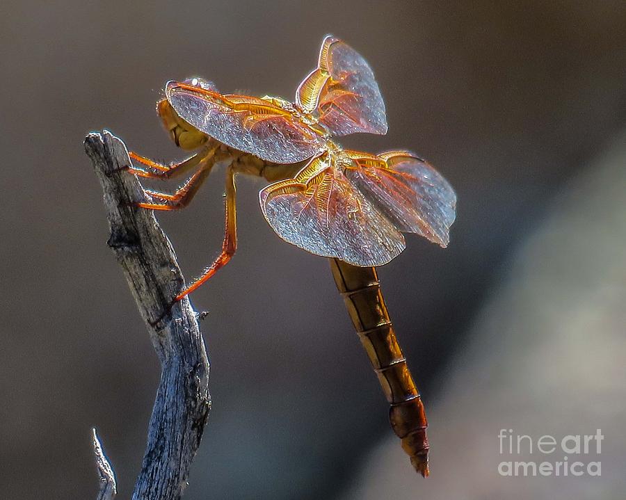 Dragonfly 2 Photograph by Christy Garavetto