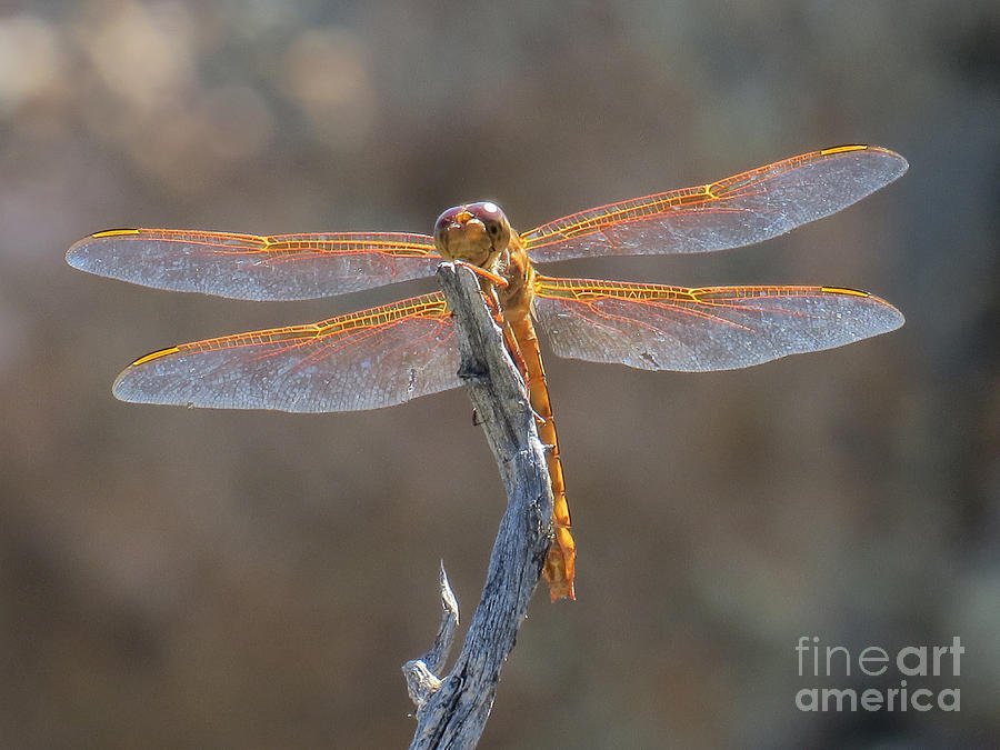 Dragonfly 3 Photograph by Christy Garavetto