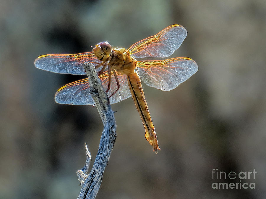 Dragonfly 6 Photograph by Christy Garavetto