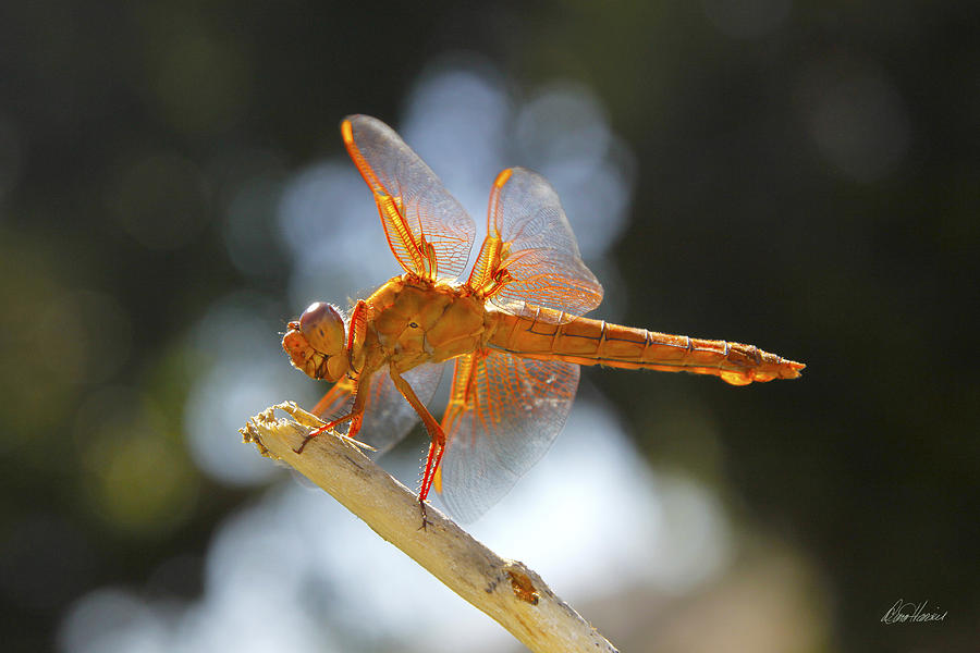 Nature Photograph - Orange Dragonfly by Diana Haronis