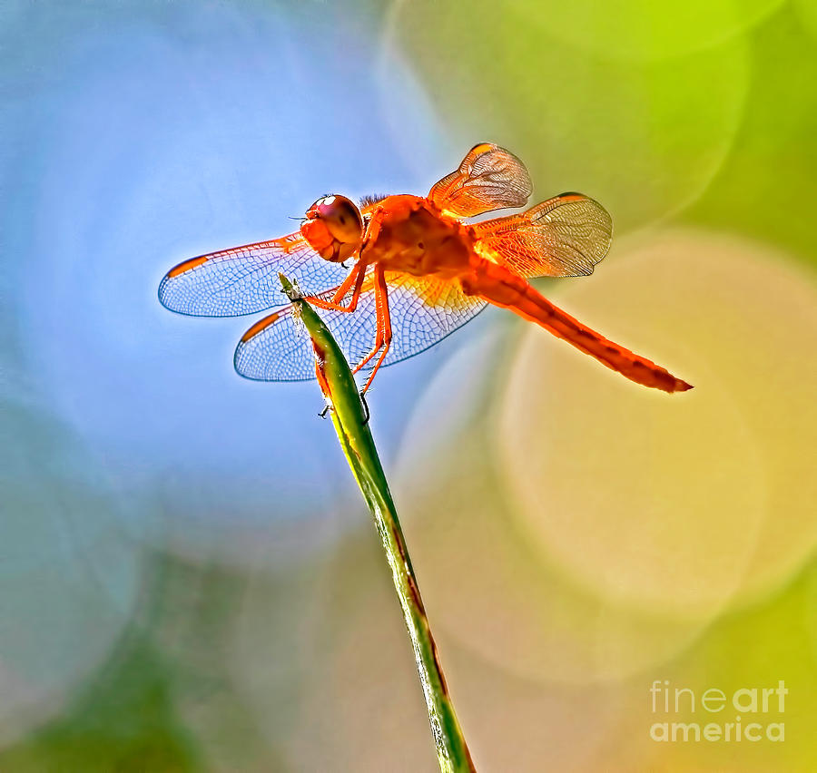 Orange Dragonfly Photograph by Edita De Lima - Fine Art America