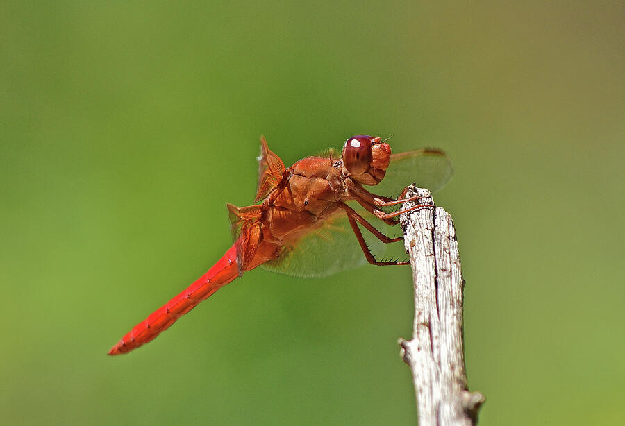 Orange Dragonfly Holding On I Photograph by Linda Brody