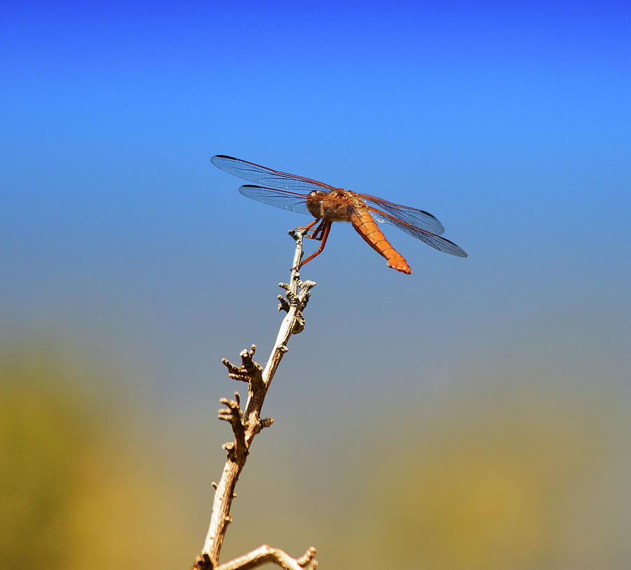 Orange Dragonfly Wings II Photograph by Linda Brody