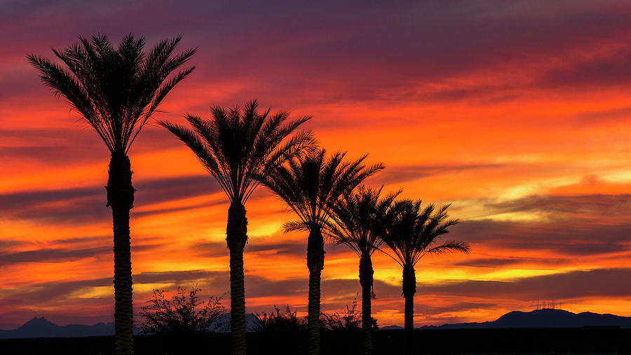 Orange Dream Palm Sunset  Photograph by Saija Lehtonen