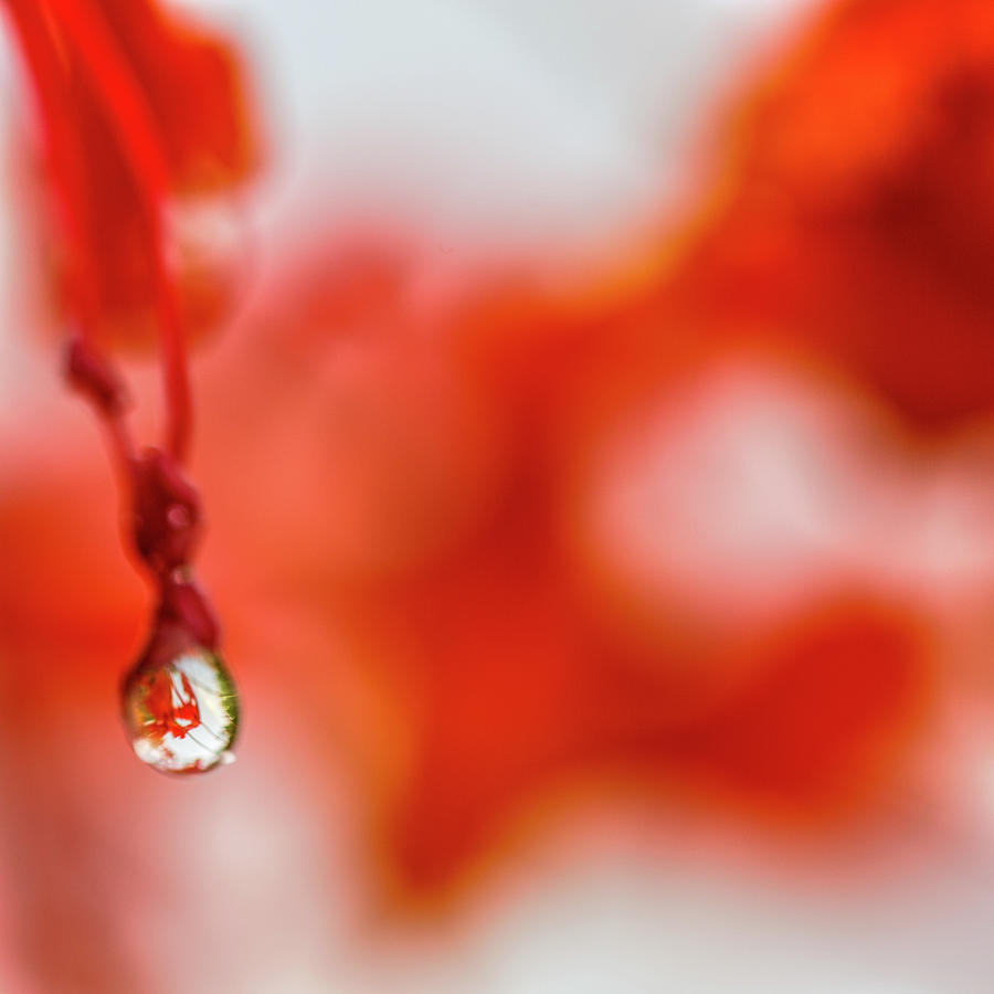Abstract Photograph - Orange Drip 1 by Scott Campbell