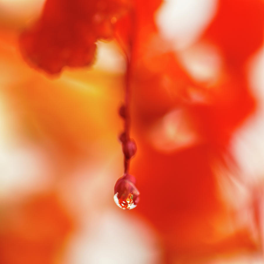 Abstract Photograph - Orange Drip 2 by Scott Campbell