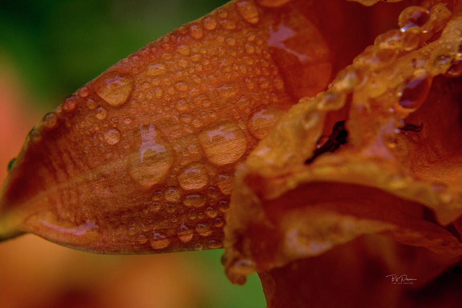 Orange Drops Photograph by Bill Posner