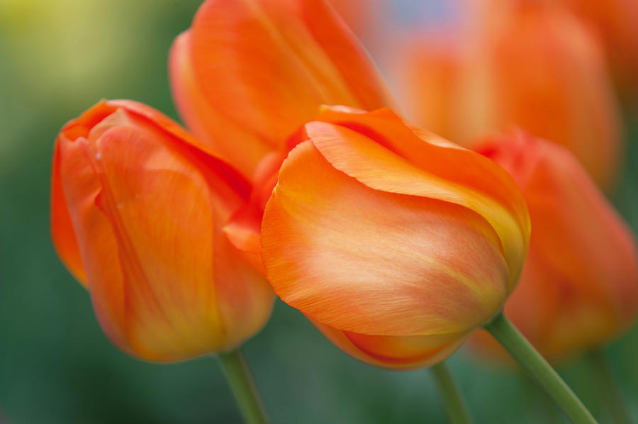 Orange Dutch Tulips  Photograph by Jenny Rainbow