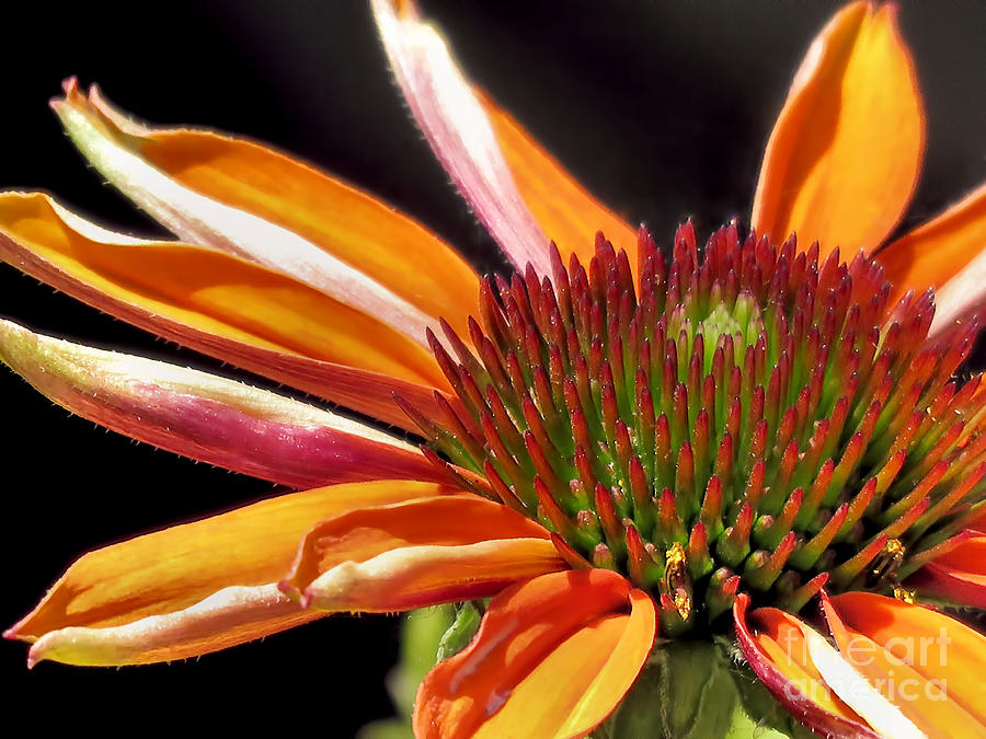Orange Echinacea Photograph by Janice Drew