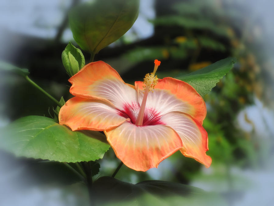 Orange Edged Hibiscus Photograph by MTBobbins Photography