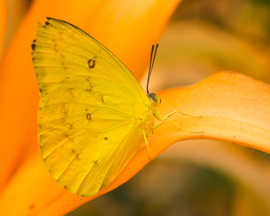 Orange Photograph - Orange Emigrant Butterfly by Kimberly Kotzian Orange Photograph - Orange Emigrant Butterfly by Kimberly Kotzian