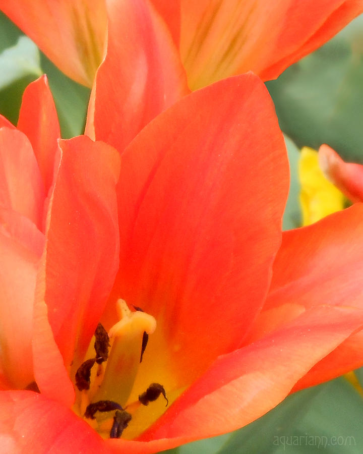 Orange Emperor Tulips Photograph by Kristin Aquariann