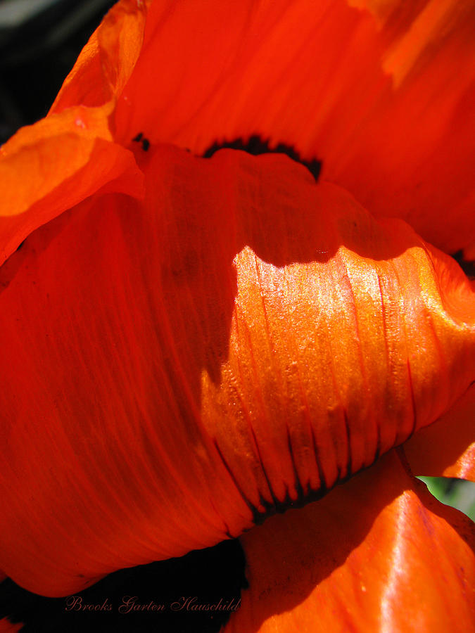 Orange Euphoria - Poppy Art - Floral Macro - Photographic Floral Art Photograph by Brooks Garten Hauschild