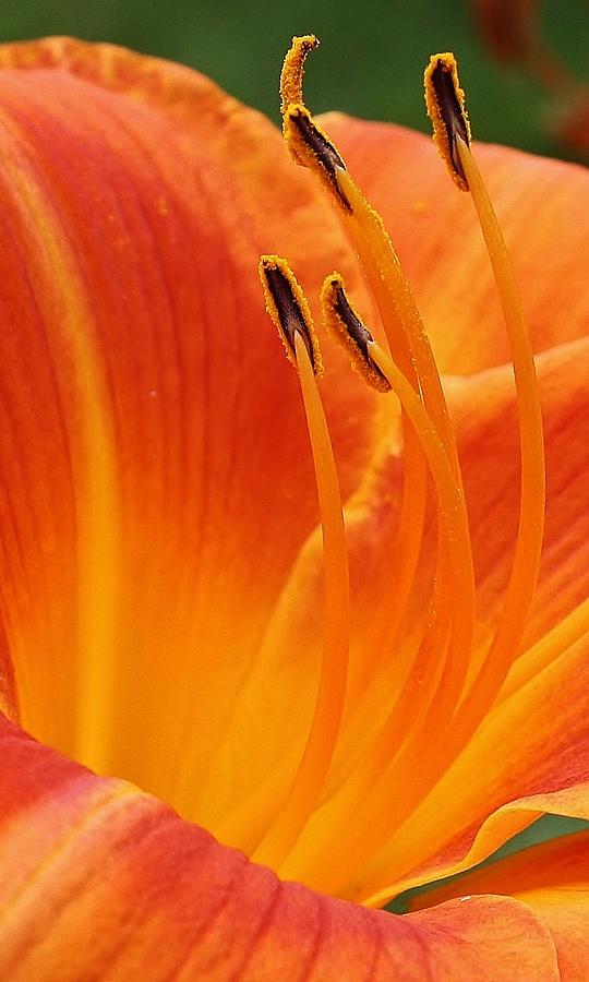 Lily Photograph - Orange Euphoria by Bruce Bley