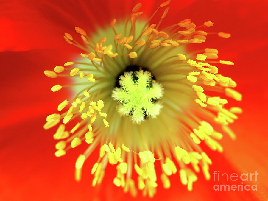 Orange European Poppy Flower . 7D5261 Photograph by Wingsdomain Art and Photography
