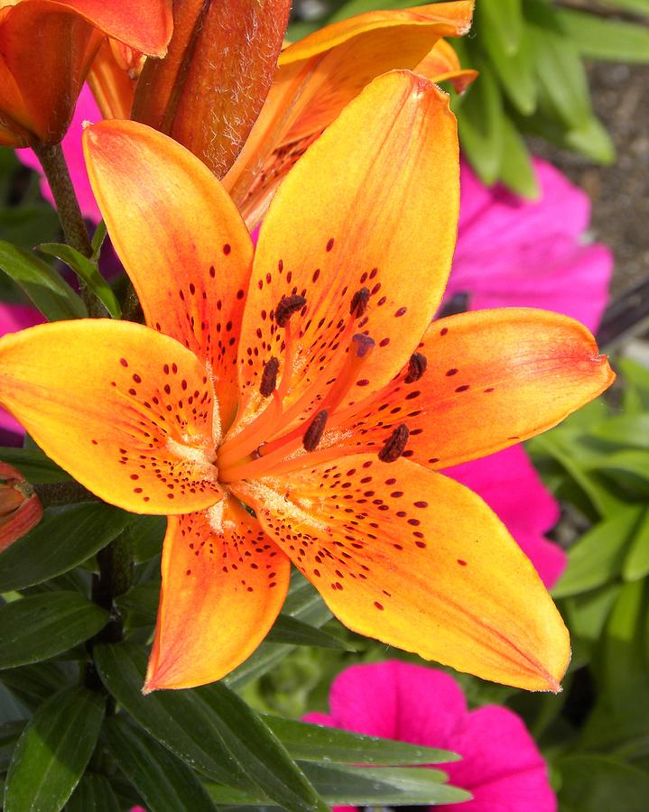Gardens Photograph - Orange by Evan Pullins Gardens Photograph - Orange by Evan Pullins