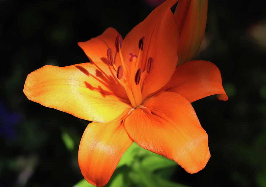 Orange Evening Lily Photograph by Johanna Hurmerinta