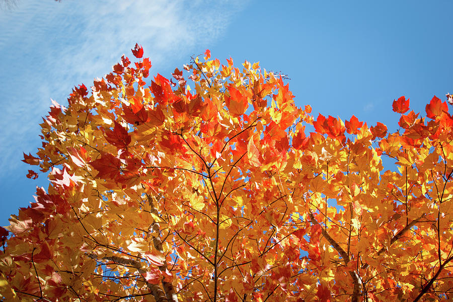 Orange Fall Tree 4 Photograph by Steven Jones | Fine Art America