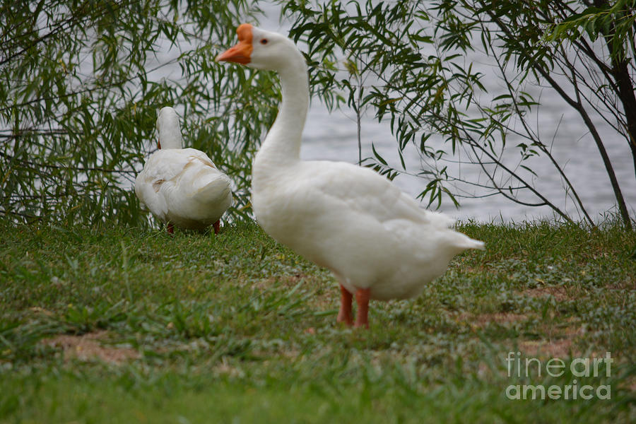 Orange Feet Duck Photograph by Ruth Housley