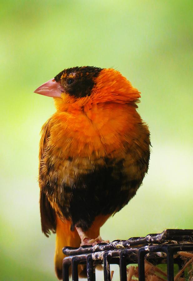 Orange Finch Photograph by Vijay Sharon Govender