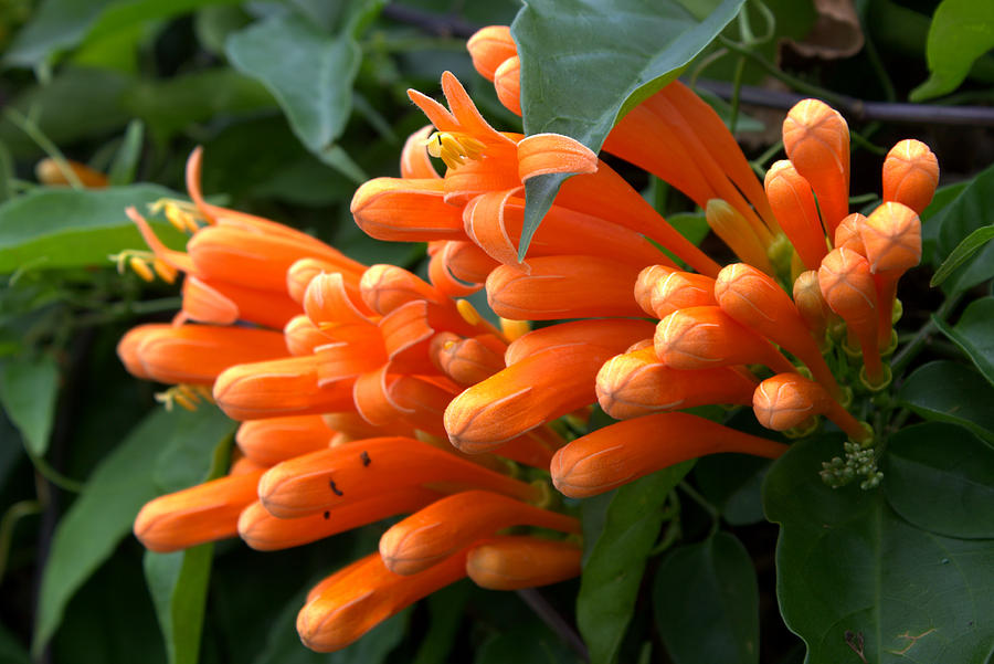 Orange Fingers Costa Rica Photograph by Mina Thompson - Fine Art America