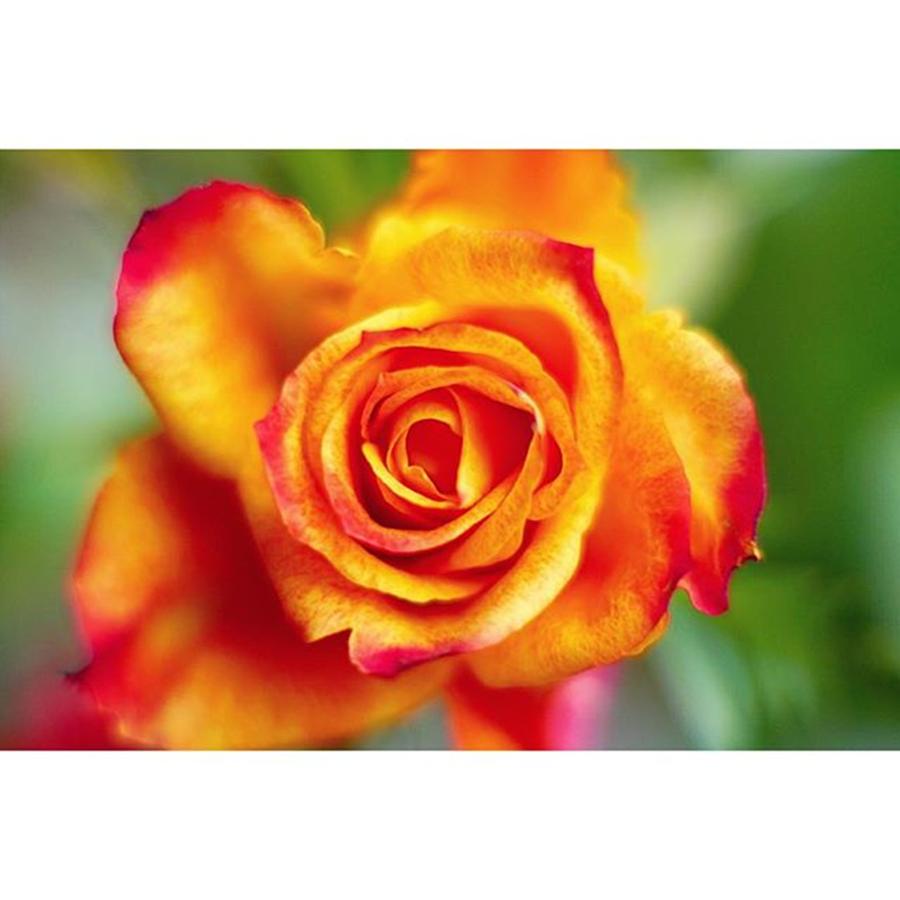 Orange Flamed Rose #face_of_the_earth Photograph by Sungi Verhaar