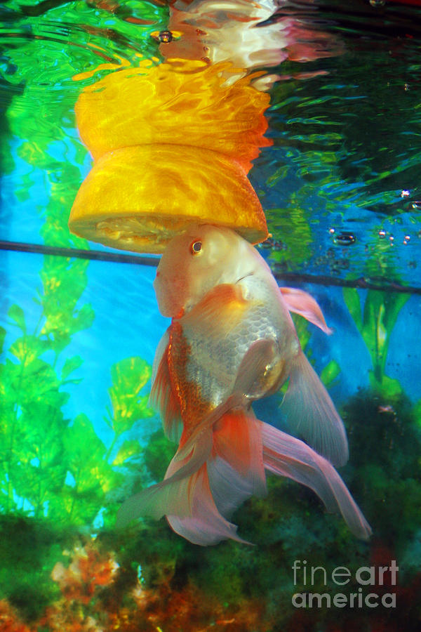 Fish Photograph - Orange Float by Joy Tudor