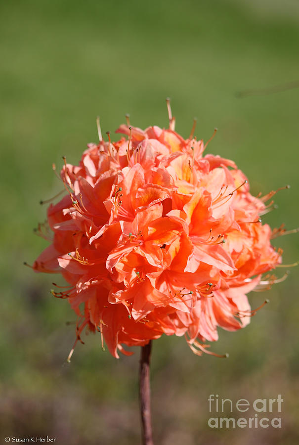 Orange Floral Ball Photograph by Susan Herber