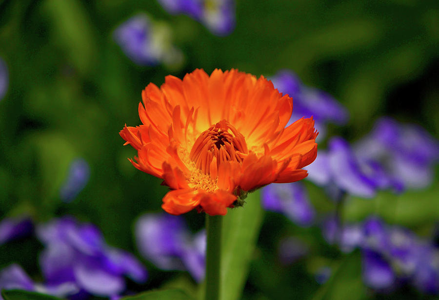 Orange Flower 003 Photograph by George Bostian
